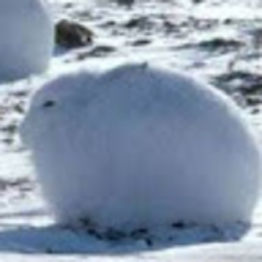 Meet your Posher, Loaf o toast